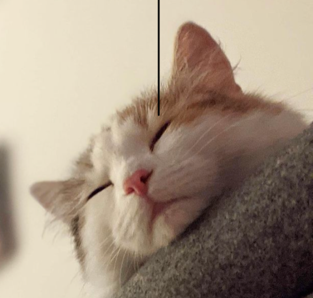 Sibirisk kattunge Ximena